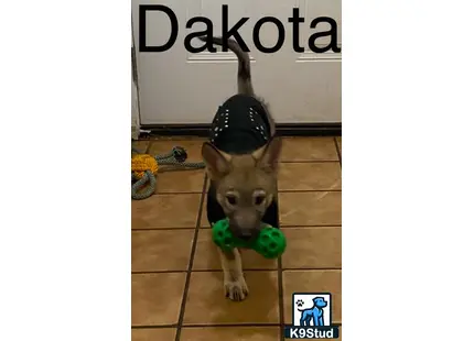 a wolf dog dog wearing a hat